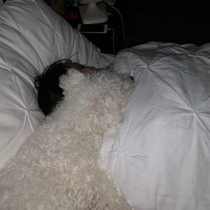 Meet your Posher, Denny